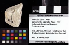 Foto (Objket + Etiketten) von Goniodromites bidentatus (Reuss, 1858) 